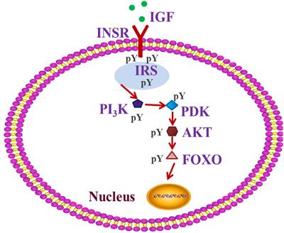 Dietary Stress From Plant Secondary Metabolites Contributes to Grasshopper (Oedaleus asiaticus) Migration or Plague by Regulating Insect Insulin-Like Signaling Pathway